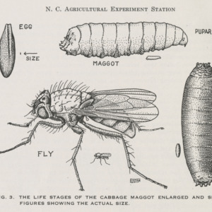 Life stages of the cabbage maggot, enlarged and small figures showing actual size