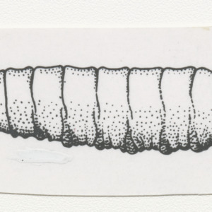 Cabbage maggot larva