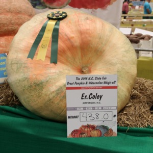 Prize-winning pumpkin at North Carolina State Fair, 2018