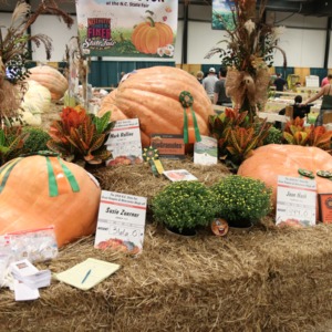 Prize-winning pumpkins at North Carolina State Fair, 2018
