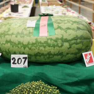 Prize-winning watermelon at North Carolina State Fair, 2018