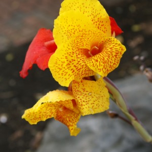 Canna Lily On Campus