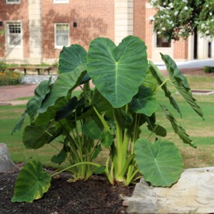 Elephant Ears plants (Colocasia) on N. C. State campus