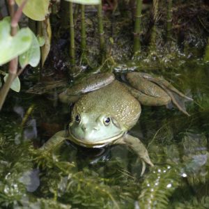 Frog at Raulston Arboretum