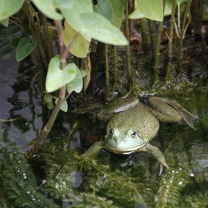 Frog at Ralston Arboretum