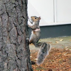 Squirrel Near Harrelson Hall
