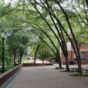 Tree Canopy at Caldwell Hall