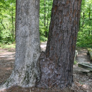 Camp Milstone, Oak Tree and Pine Tree
