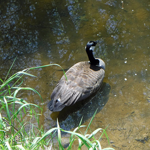 Goose on the Rocky Branch Trail, campus, 2019
