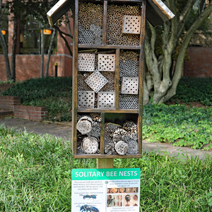 Solitary bees nest, 2019