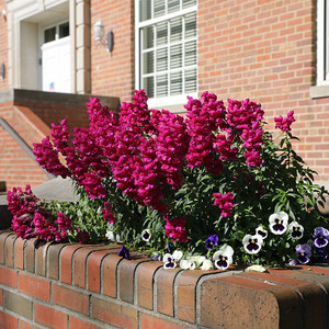 Flowers at Peele Hall, May 2020