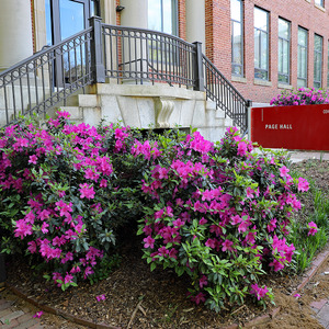 Flowers at Page Hall, May 2020