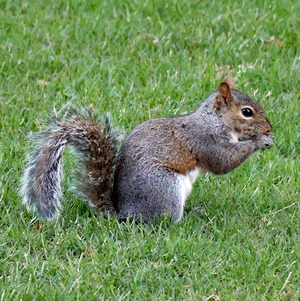 Squirrel resident near Hill Library, May 12, 2024
