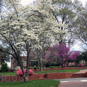 Mary Yarborough Court, April 2018