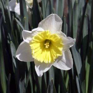 Campus Daffodil