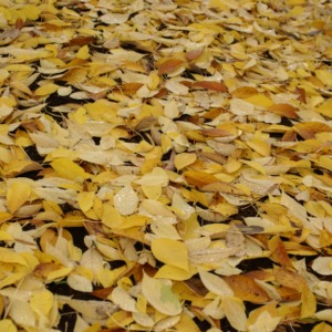 Leaves on campus