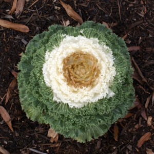 Ornamental Cabbage at NCSU