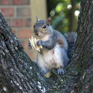Squirrel with fry