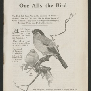 Our ally the bird