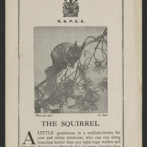 The Squirrel