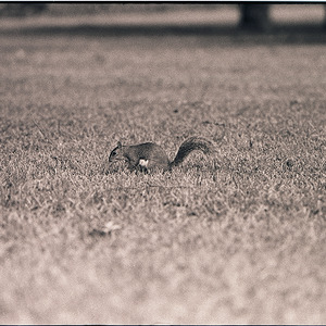 Squirrel on campus, circa 1969-1975