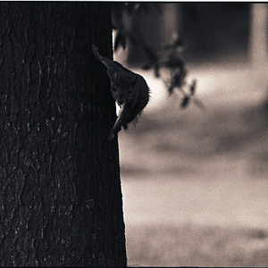 Squirrel on campus, circa 1969-1975