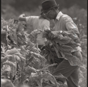 Tobacco harvesting, 1973