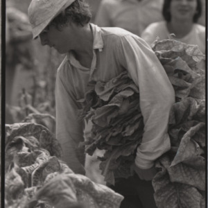 Tobacco harvesting, 1973
