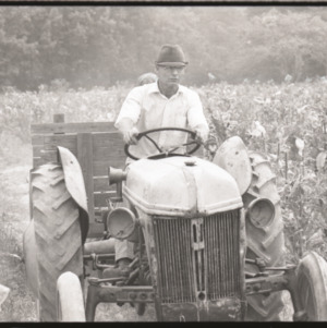 Man on tractor harvesting tobacco, 1973