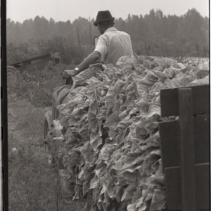 Man on tractor harvesting tobacco, 1973