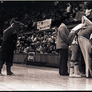 Basketball coaches, players, and mascot at NC State versus UNC-Chapel Hill game, circa 1972-1975