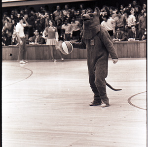 Mascot at NC State versus Virginia basketball game, circa 1972-1975