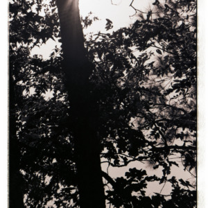 Tree and sky, circa 1969-1975