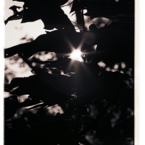 Sun shinging through leaves, circa 1969-1975