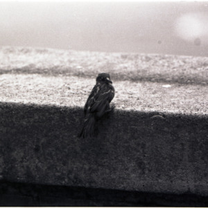 Bird, circa 1969-1975