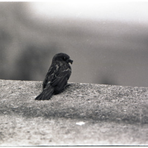 Bird, circa 1969-1975