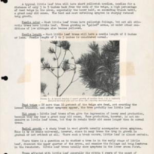 A Guide to the Determination of Little Leaf, 1948 (West Virginia Experimental Forest Number W-13)