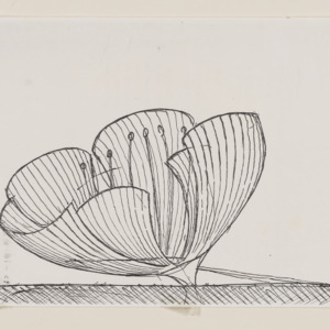 Floralis Genérica -- sketch copy, undated