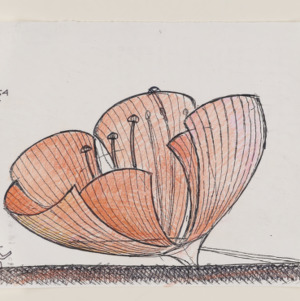 Floralis Genérica -- color sketch, undated