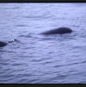 Stranded Pilot Whale, Portland, Maine, 1984