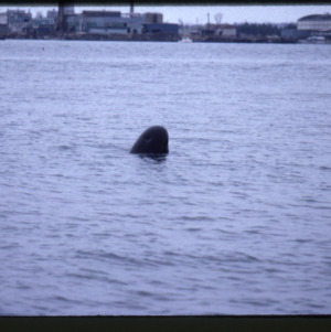 Stranded Pilot Whale, Portland, Maine, 1984