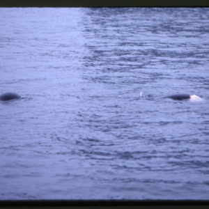Stranded Pilot Whales, Portland, Maine, 1984