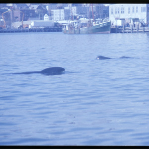 Stranded Pilot Whale in Portland harbor, Portland, Maine, 1984