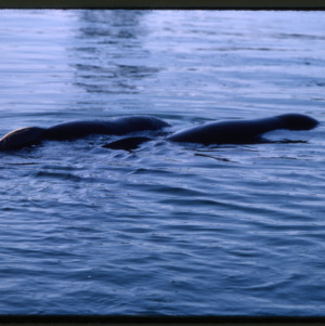 Stranded Pilot Whales, Portland, Maine, 1984