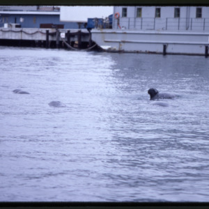 Stranded Pilot Whales and U.S. Navy ship, Portland, Maine, 1984