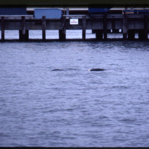 Stranded Pilot Whale by dock, Portland, Maine, 1984