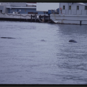 Stranded Pilot Whales and U.S. Navy ship, Portland, Maine, 1984