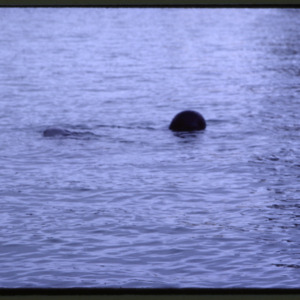 Pilot Whale, Portland, Maine, 1984