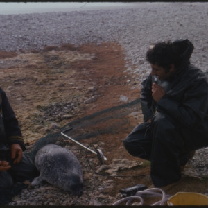 Two men with seal, pre-oiling, post-intubation, Cape Parry oil spill, August 29, 1974