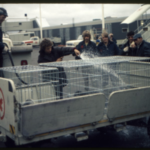 Wetting down seals pre-boarding, Cape Parry oil spill, September 10, 1974